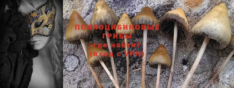 Псилоцибиновые грибы Cubensis  Кингисепп 